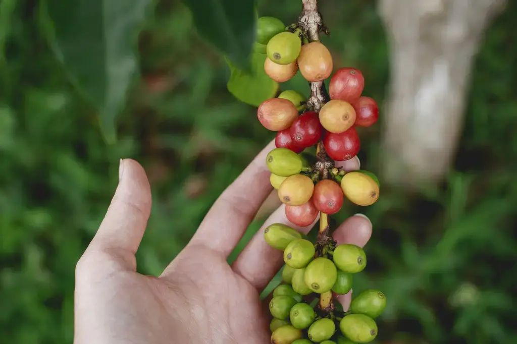 台灣暖心飲品大對決：奶茶VS咖啡